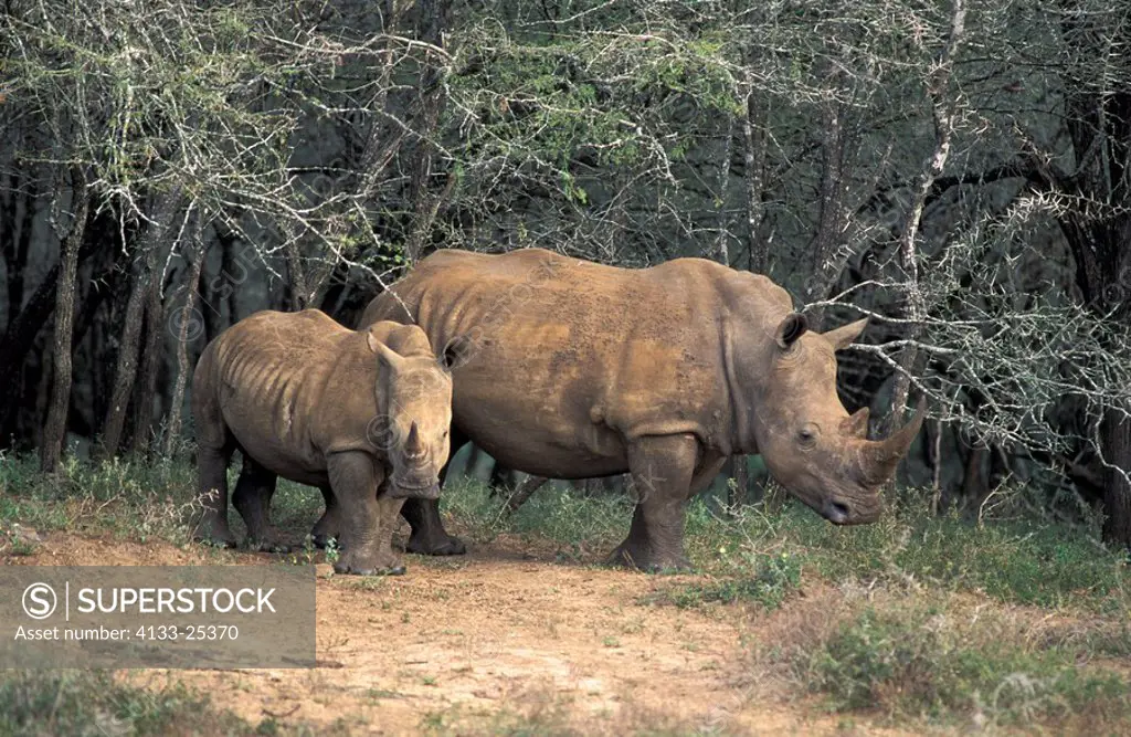 White Rhinoceros,Square Lipped Rhinoceros,Ceratotherium simum,Mkuzi Game Reserve,Natal,South Africa,adult female with young