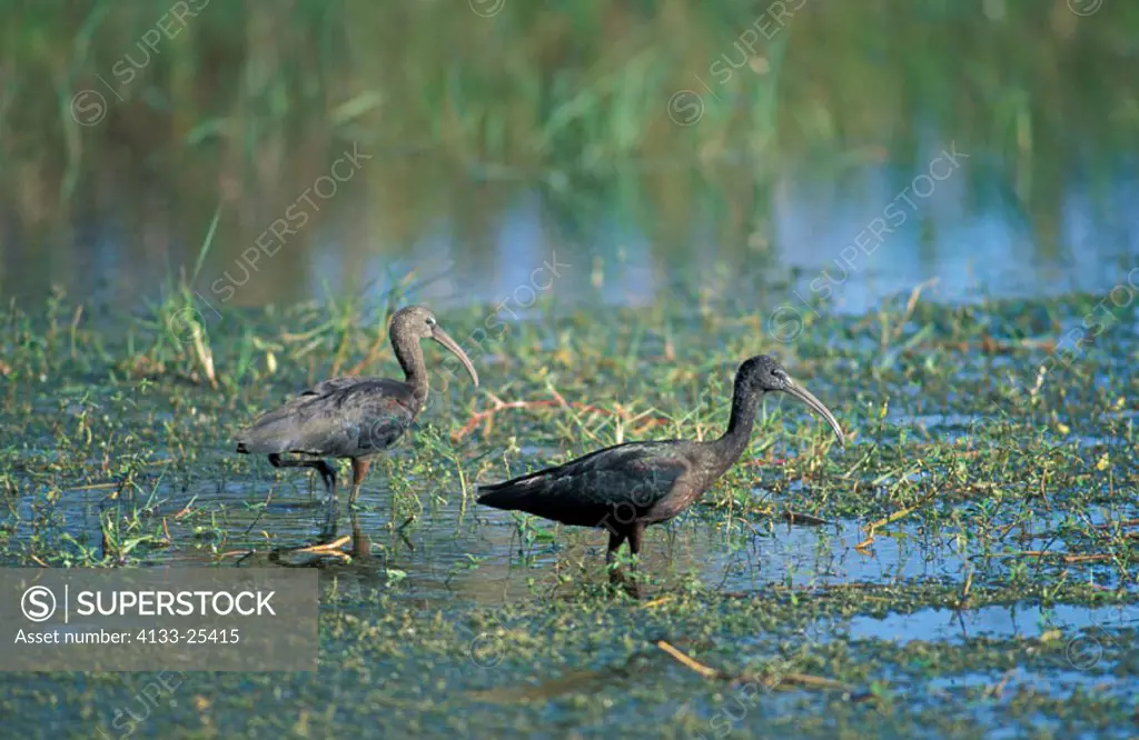 Glossy Ibis, Plegadis falcinellus, Florida, USA, adults in water searching for food