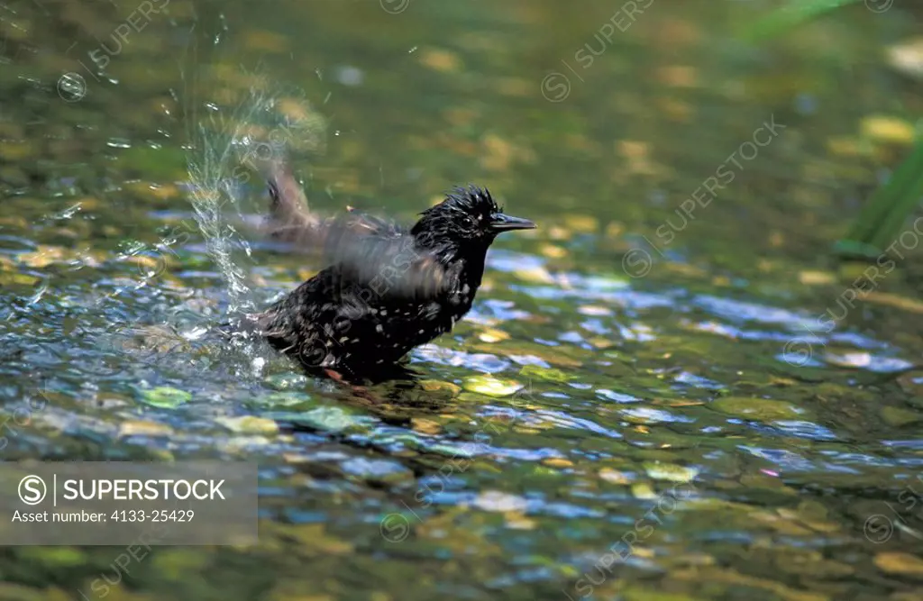 European Starling,Sturnus vulgaris,Germany,Europe,adult bathing in water at pond