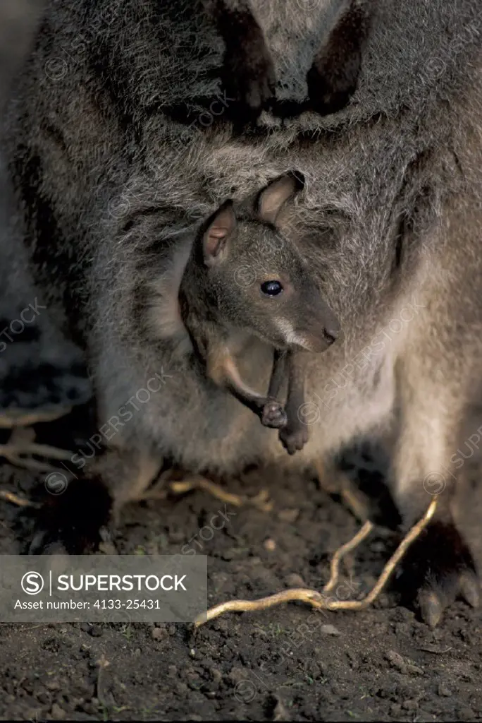 Bennett Wallaby , Macropus rufogriseus , Australia , Young in poach