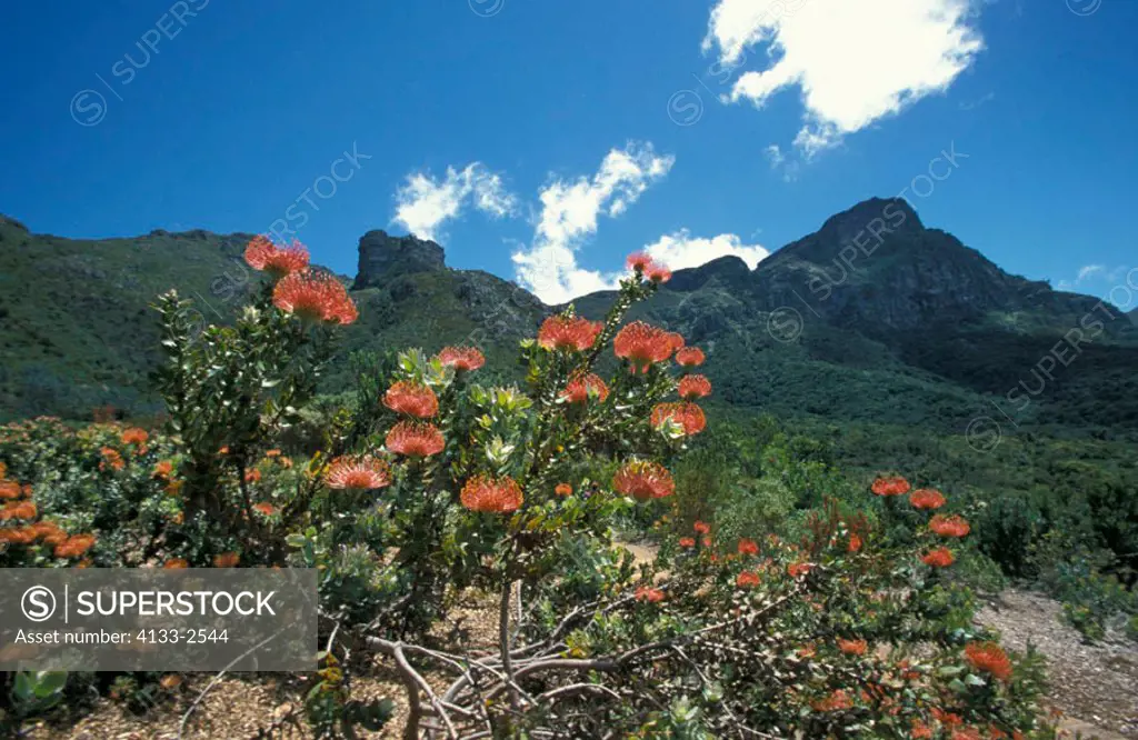 Pincushen, Leucospermum spec, South Africa, bloom