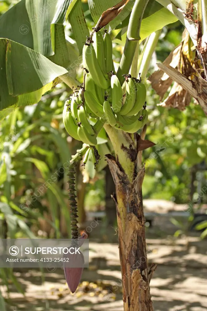 Banana Plant , Musa sapientum , Trinidad , Caribbean