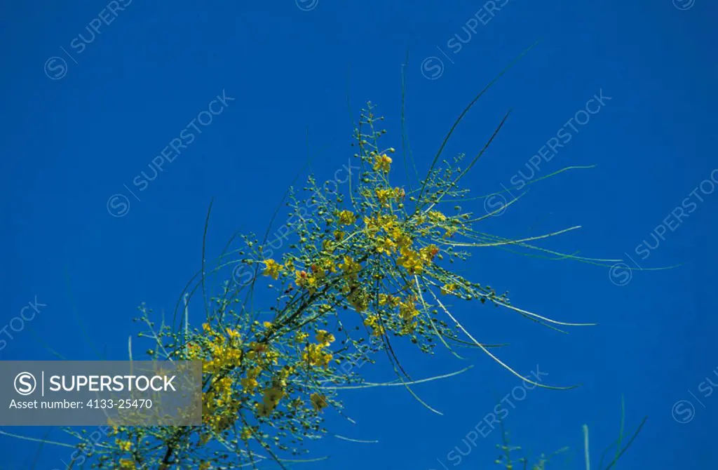 Foothill Palo Verde Cercidium microphyllum Sonora Desert Arizona USA, bloom