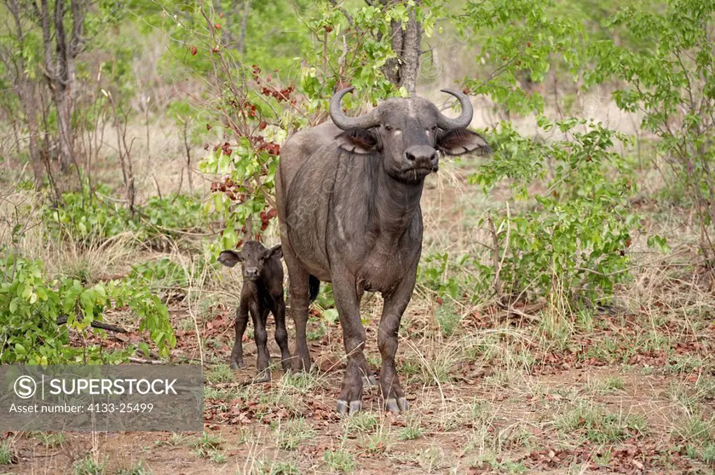 African Buffalo,Syncerus caffer,Kruger National Park,South Africa,adult female with young calf