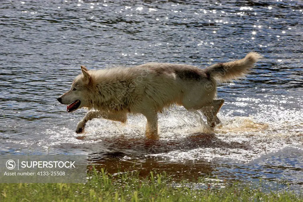 Gray Wolf,Grey Wolf,Canis lupus,Minnesota,USA,adult running through water