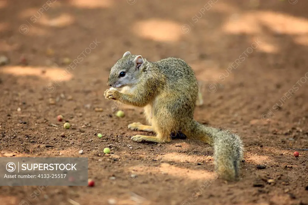 Tree Squirrel,Paraxerus cepapi,Kruger Nationalpark,South Africa,Africa,adult feeding