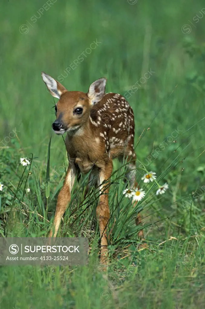 Whitetail Deer , Odocoileus virginianus , Montana , USA , America , young
