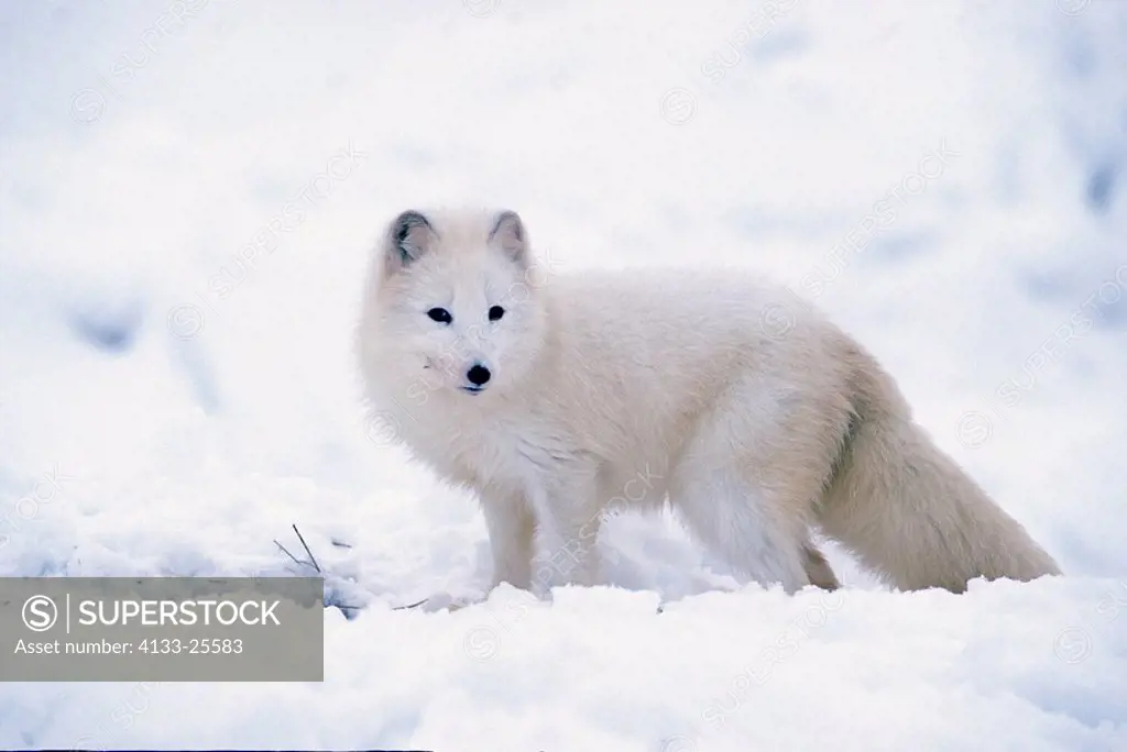 Arctic Fox,Alopex lagopus,Montana,USA,adult in snow