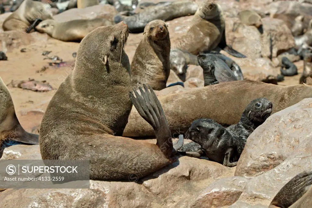 Cape Fur Seal, Arctocephalus pusillus, Cape Cross, Namibia , Africa, adult with young