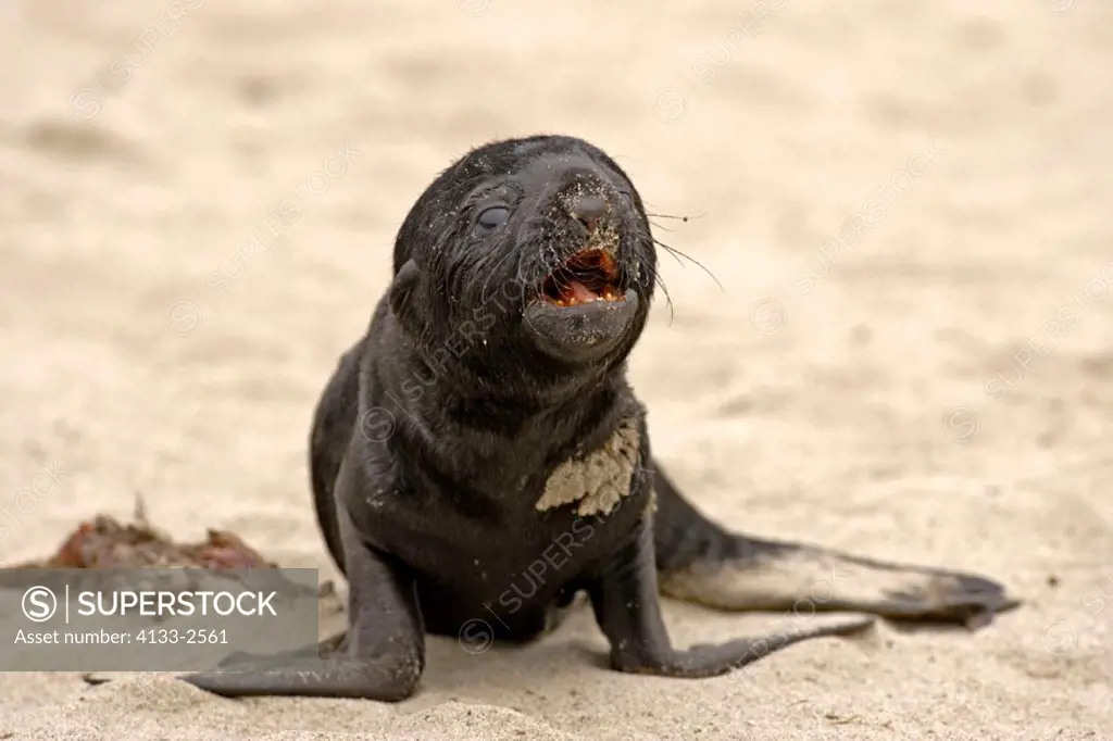 Cape Fur Seal, Arctocephalus pusillus, Cape Cross, Namibia, pup calling