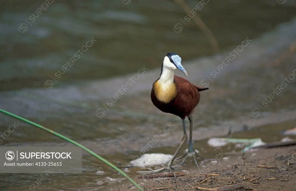 African Jacana, Actophilornis africanus, Kruger Nationalpark, South Africa, adult at water