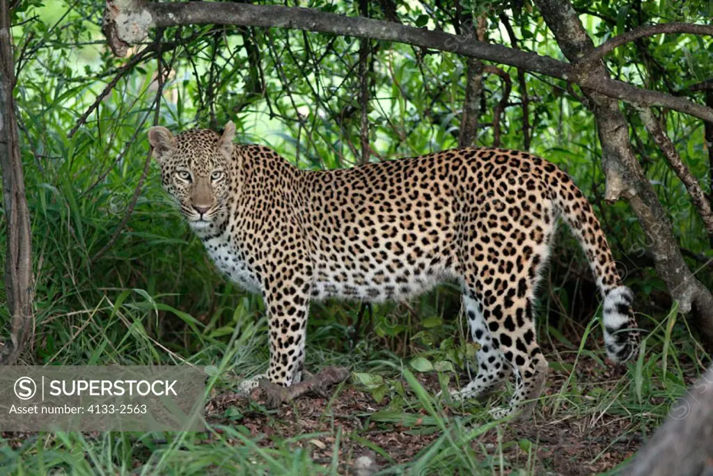 Leopard, Panthera pardus, Sabie Sand Game Reserve, South Africa , Africa, adult female