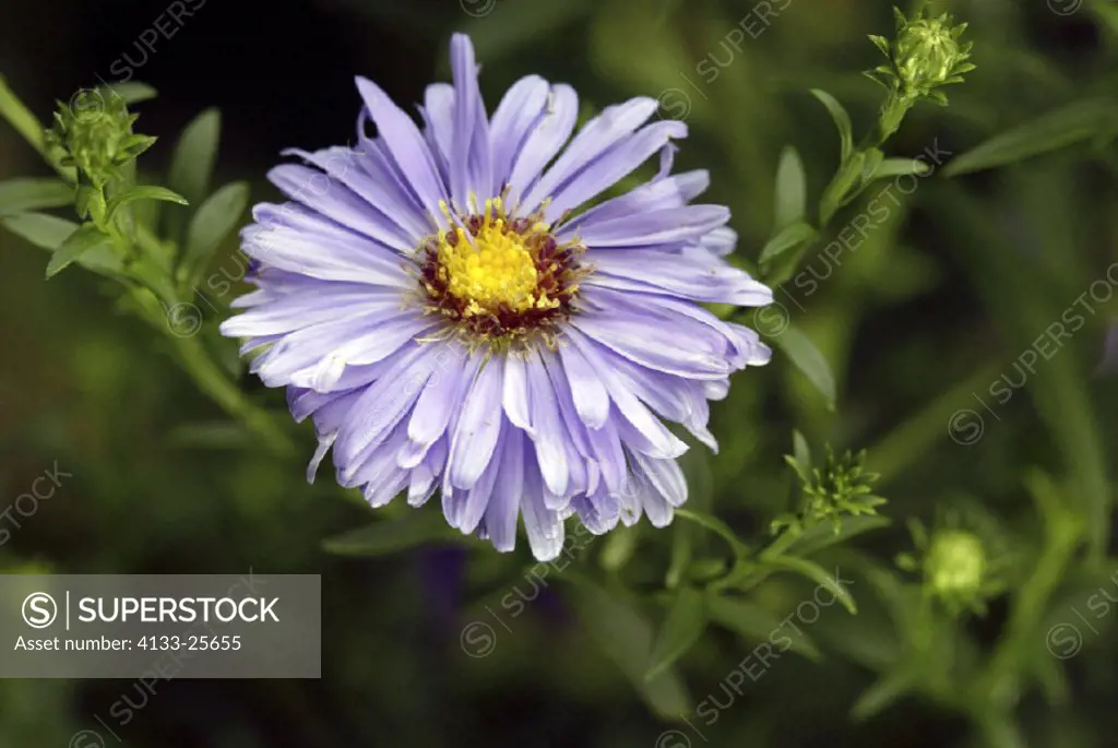 Italian Aster,  Aster amellus, Germany, bloom