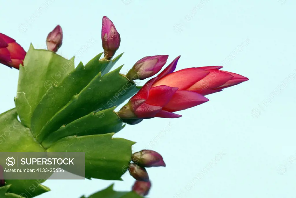 Christmas Cactus Zygocactus truncatus Germany