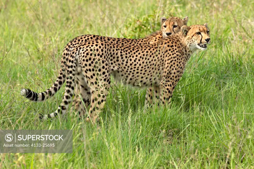 Cheetah, Acinonyx jubatus, Sabie Sand Game Reserve, South Africa , Africa, subadults