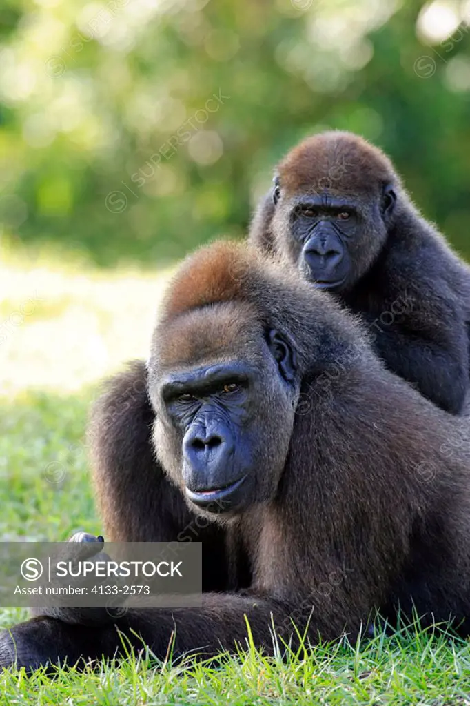 Lowland Gorilla, Gorilla g. gorilla, Africa, adult female with baby