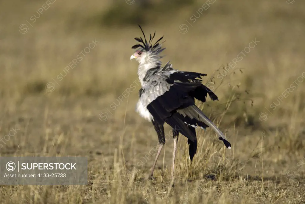 Secretary Bird Sagittarius serpentarius Masai Mara Kenya