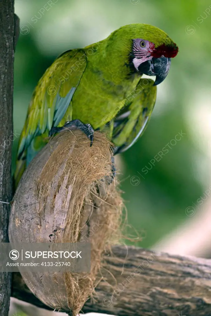 Military Green Macaw Ara militaris South America