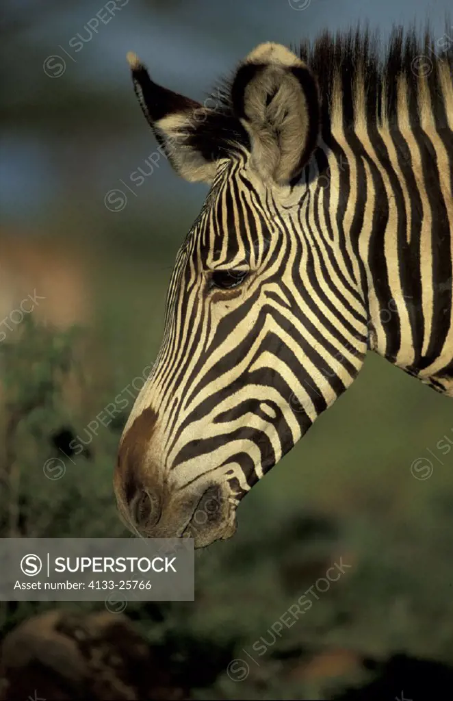Grevy`s Zebra , Equus grevyi , Kenya , Africa Samburu Game , Reserve , Adult , Portrait
