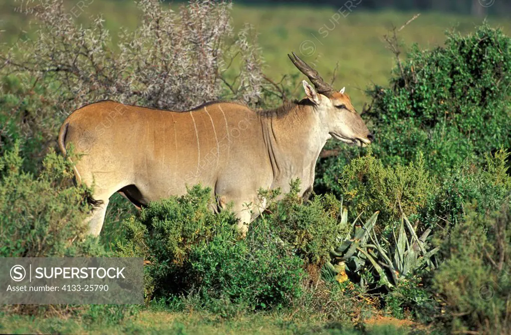 Eland,Taurotragus oryx,Samburu Game Reserve,Kenya,Africa,adult male