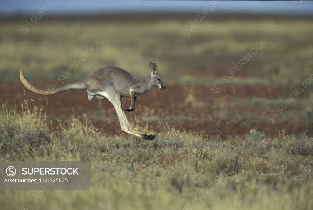 Red Kangaroo , Macropus rufus , Australia , Sturt National Park  , Adult jumping