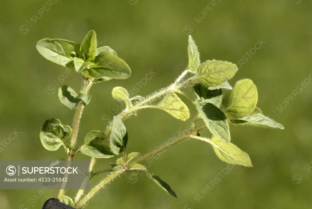 Marjoram , Origanum majorana , Germany , Europe , leaves food herb
