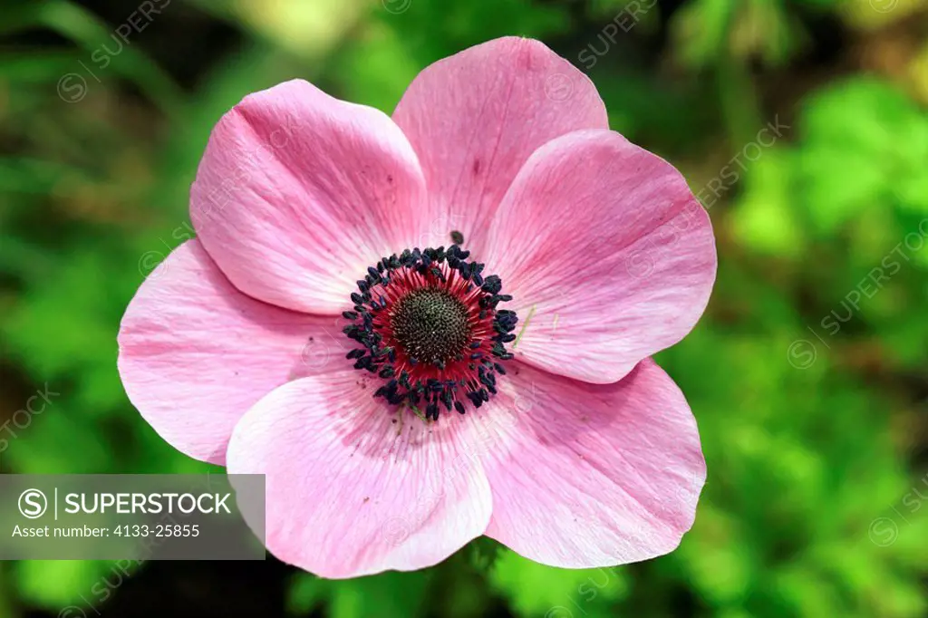 Anemone,Windflower,Anemone coronaria,Germany,Europe,blooming flower