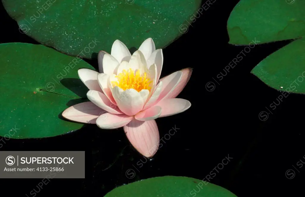 Water lily, Nymphea alba, Germany, bloom