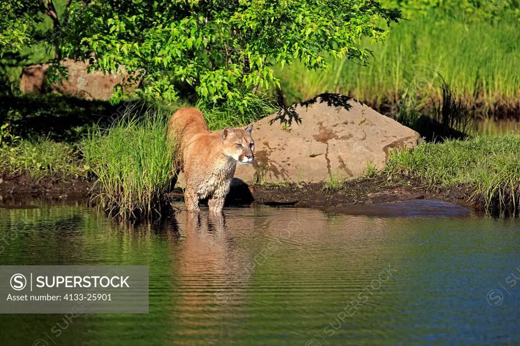 Mountain Lion,Felis concolor,Minnesota,USA,adult at water