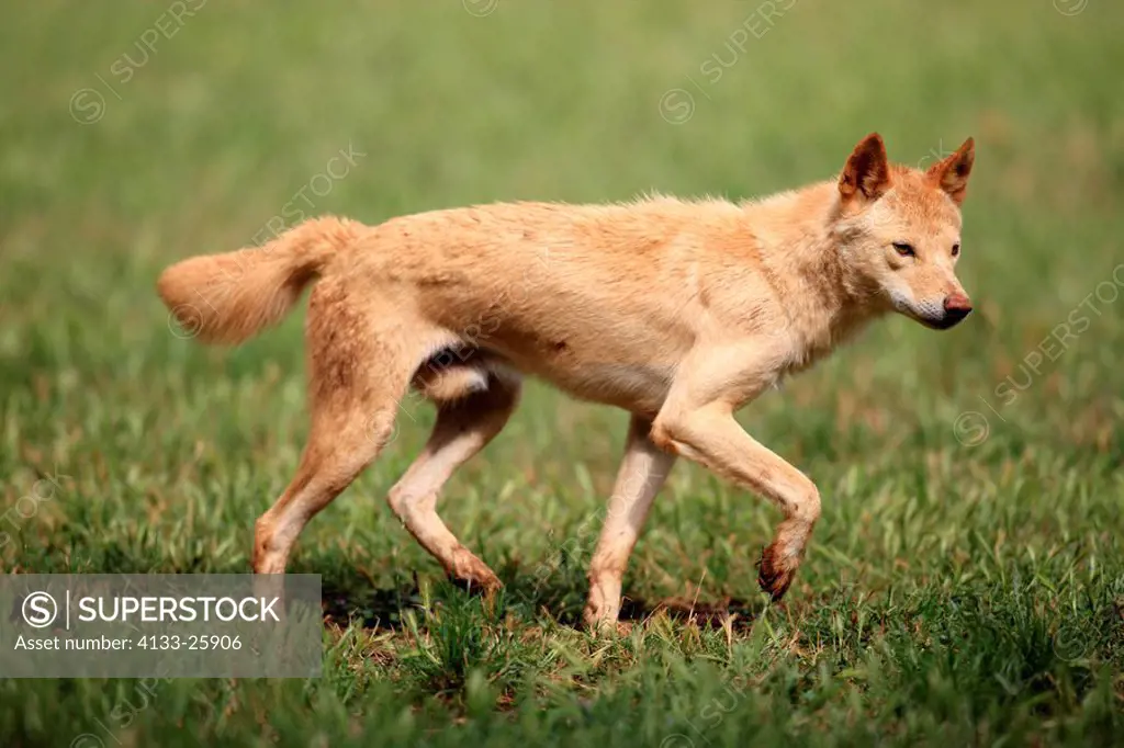Dingo,Canis familiaris dingo,Australia,adult walking