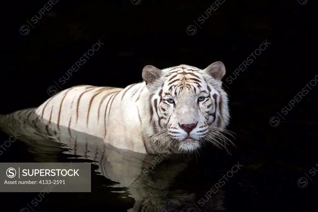 Indian Tiger,Panthera tigris tigris,India,Asia,adult in water