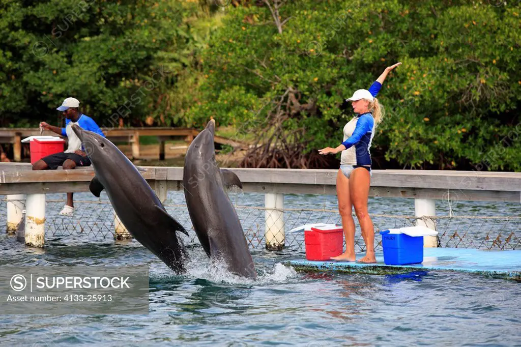 Bottle_nosed Dolphin,Bottle Nosed Dolphin,Bottle Nose Dolphin,Tursiops truncatus,Roatan,Honduras,Caribbean,Central America,Lateinamerica,two adults tr...