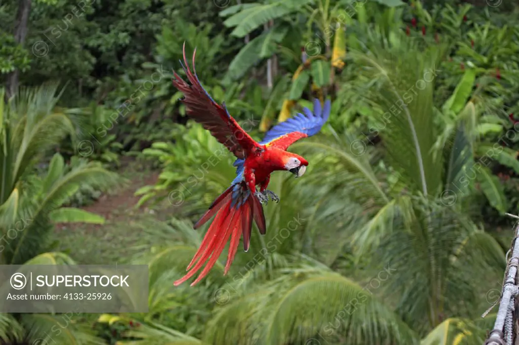 Scarlet Macaw , Ara macao , Roatan , Honduras , Central America , South America , America