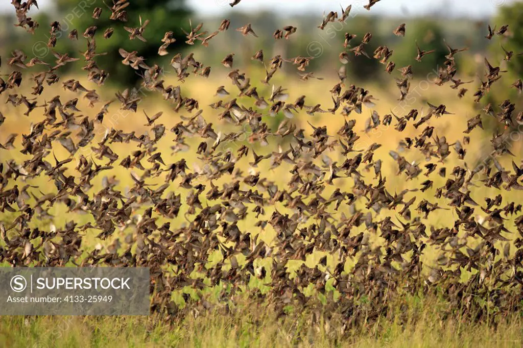 Redbilled Quelea,Quelea quelea,Kruger Nationalpark,South Africa,Africa,flock of birds flying,swarm of birds flying