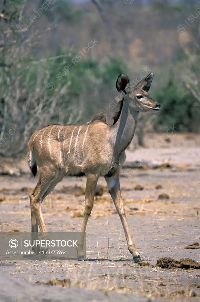 Greater Kudu,Tragelaphus strepsiceros,Chobe Nationalpark,Botswana,Africa,adult,female