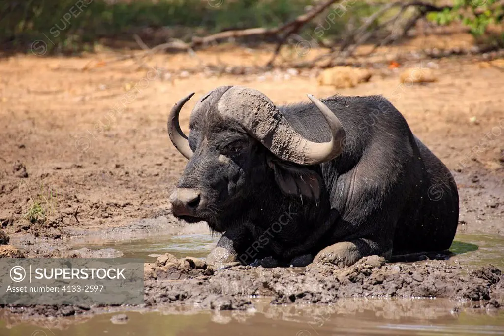 African Buffalo,Syncerus caffer,Kruger Nationalpark,South Africa,Africa,adult at waterhole sittind in mud