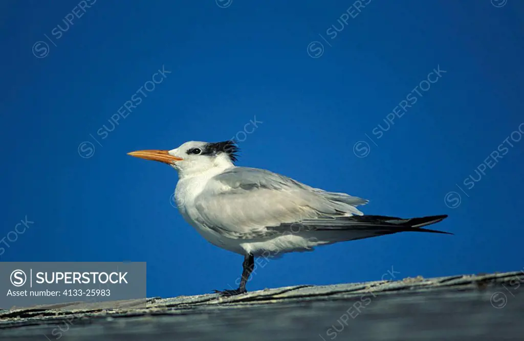 Royal Tern Sterna maxima Florida USA