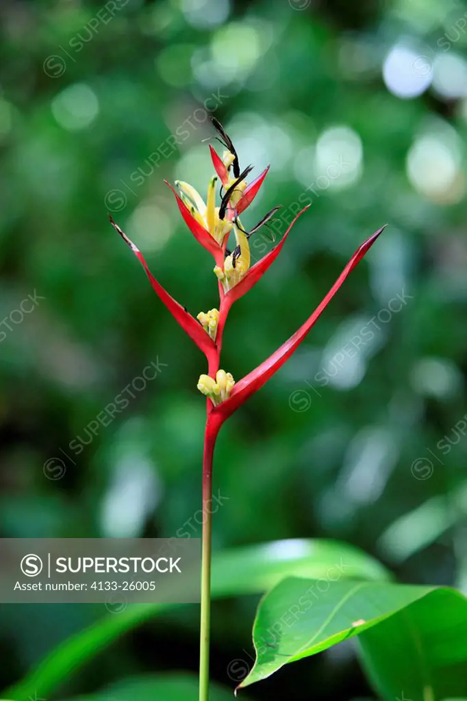 Parrot Heliconia,Heliconia Psittacorum,Roatan,Honduras,Caribbean,Central America,Latin America,blooming