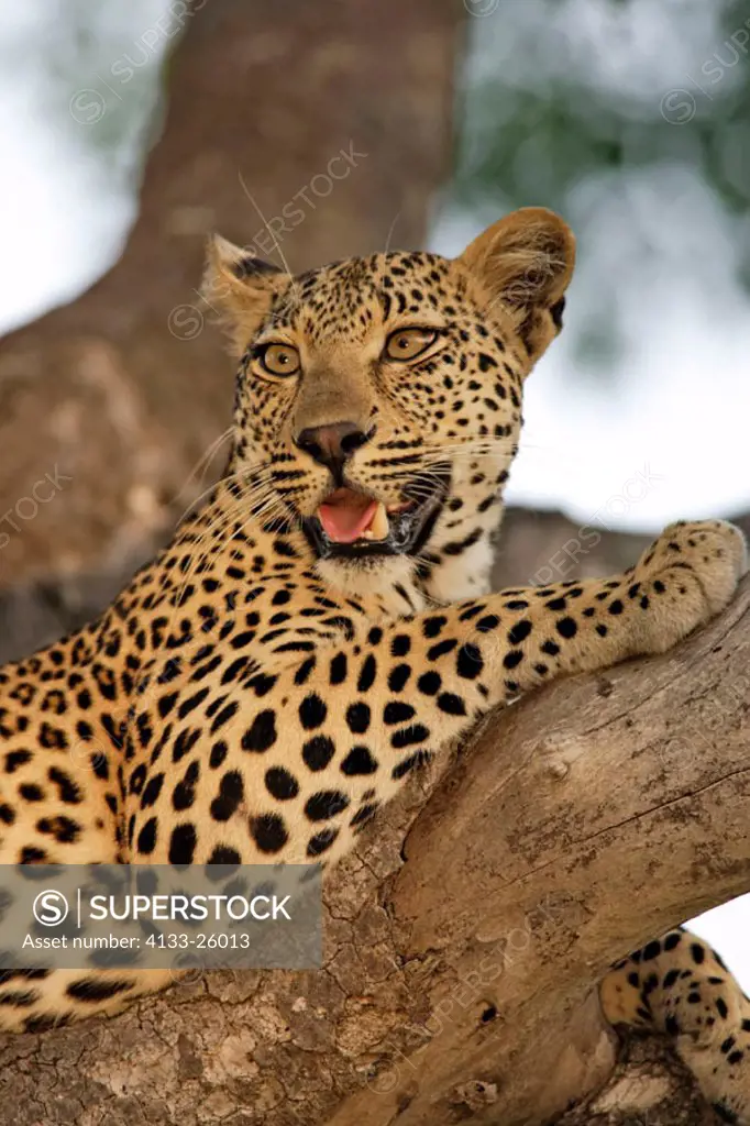 Leopard, Panthera pardus, Sabie Sand Game Reserve, South Africa , Africa, adult female on tree
