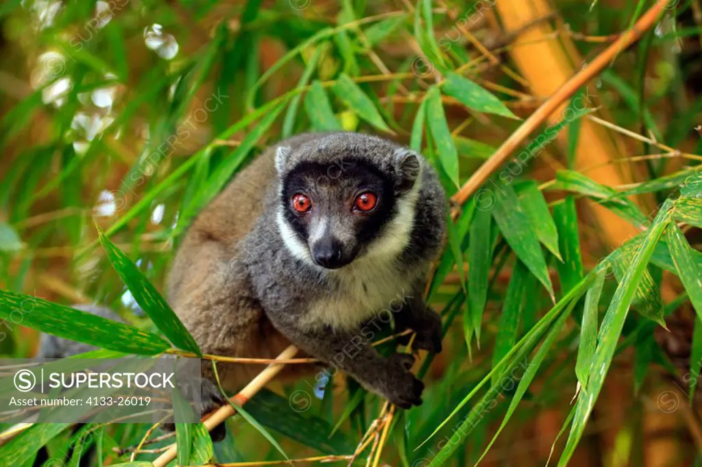 Mangoose Lemur, Eulemur mongoz, Madagascar, adult male on bamboo