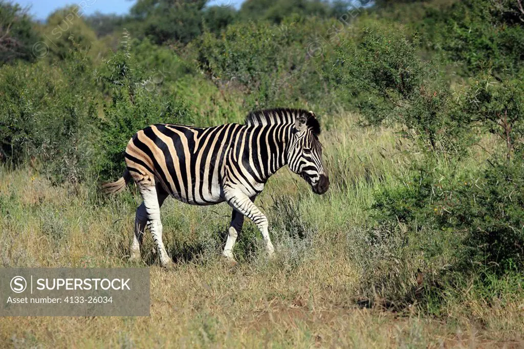Plains Zebra,Burchell´s Zebra,Equus burchelli boehmi,Kruger Nationalpark,South Africa,Africa,adult