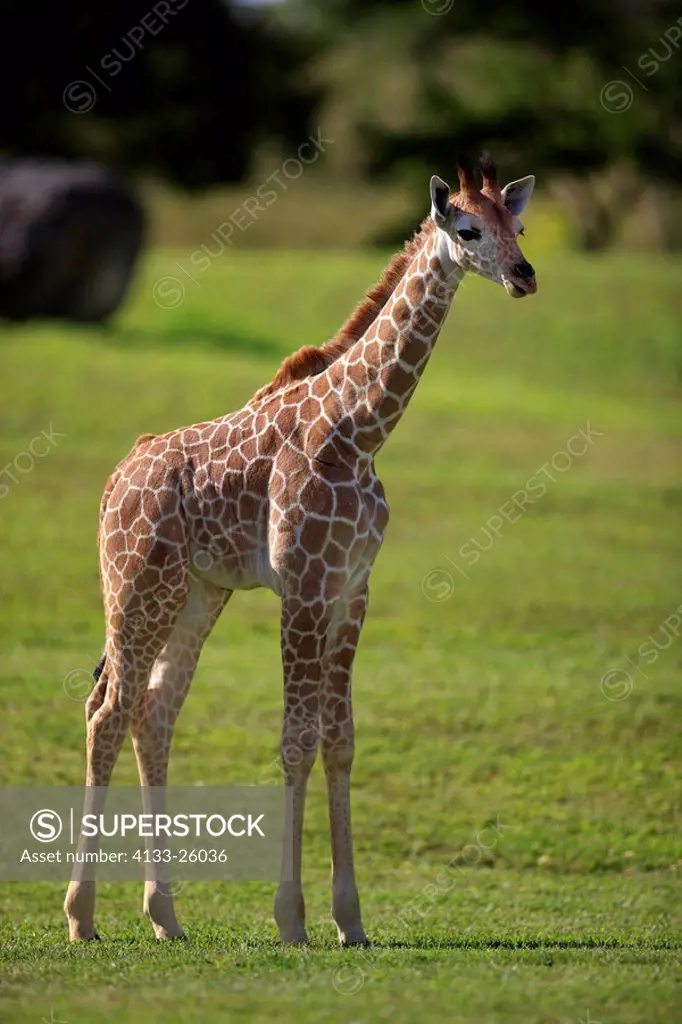 Reticulated Giraffe,Giraffa camelopardalis reticulata,Africa,young