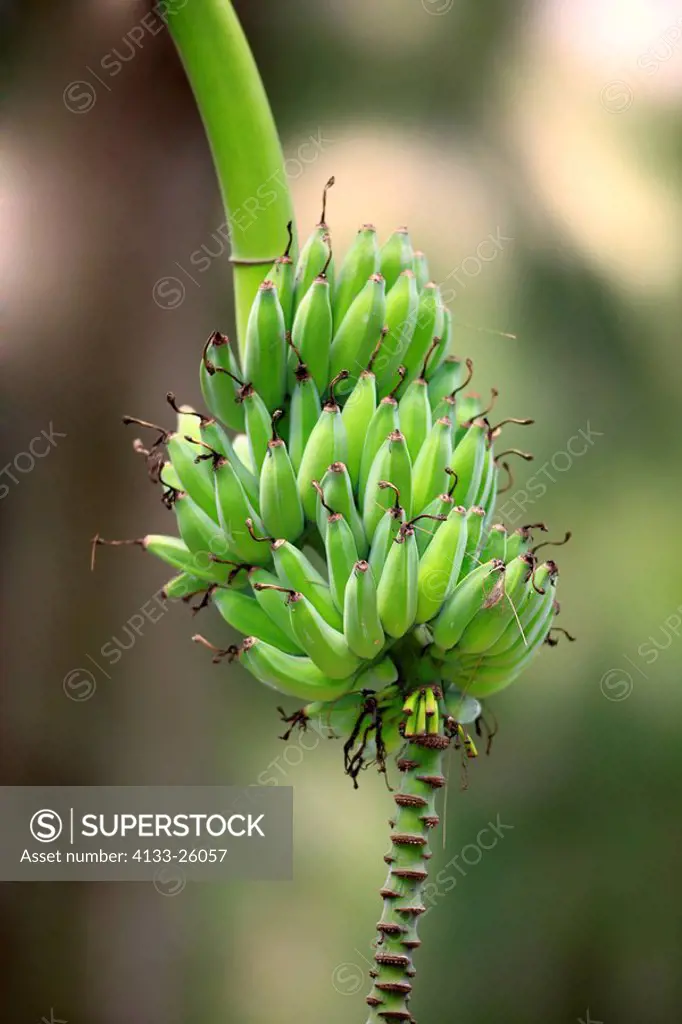 Banana,Plant Musa x paradisiaca,bananas,South Africa,Africa,fruits