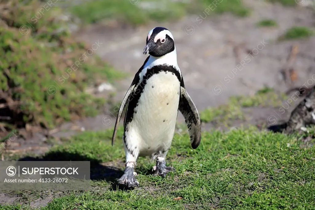 Jackass Penguin,Spheniscus demersus,Betty´s Bay,South Africa,Africa,adult walking on beach