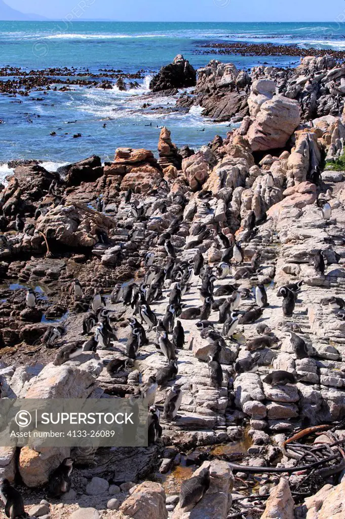 Jackass Penguin,Spheniscus demersus,Betty´s Bay,South Africa,Africa,colony