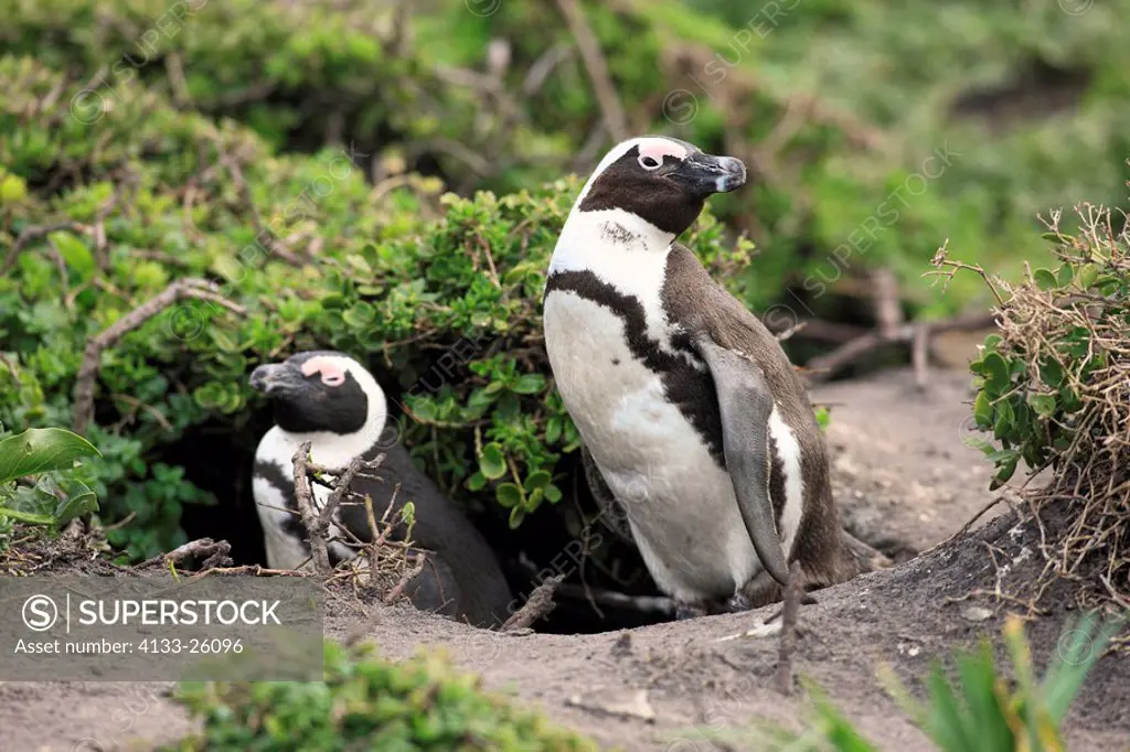 Jackass Penguin,Spheniscus demersus,Betty´s Bay,South Africa,Africa,adult couple at den