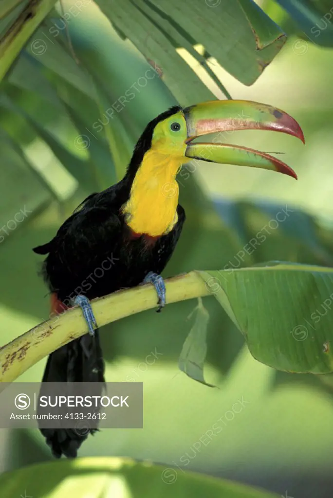 Keel Billed Toucan , Ramphastos sulfuratus , Latin America , Central America , South America , adult on tree