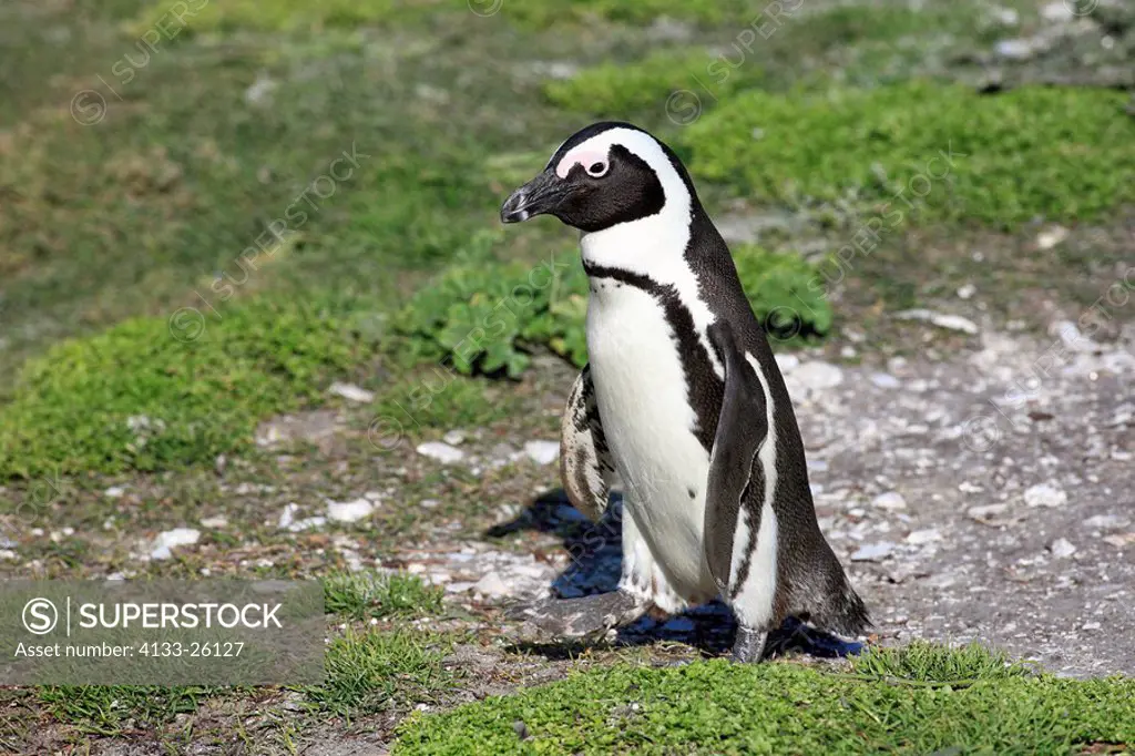 Jackass Penguin,Spheniscus demersus,Betty´s Bay,South Africa,Africa,adult walking on beach