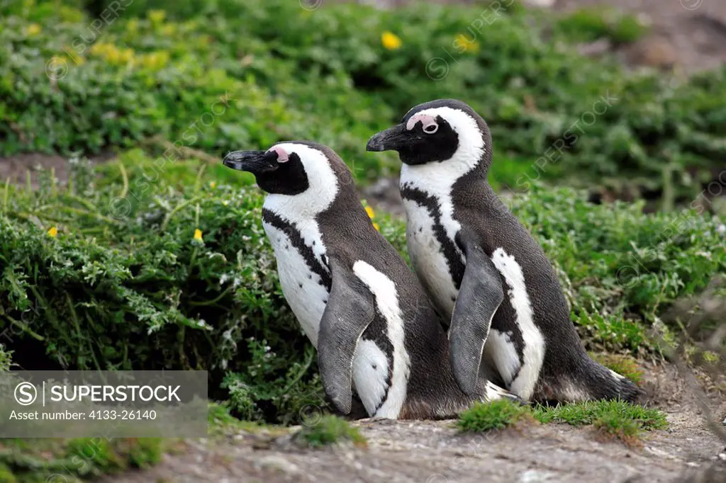 Jackass Penguin,Spheniscus demersus,Betty´s Bay,South Africa,Africa,adult couple