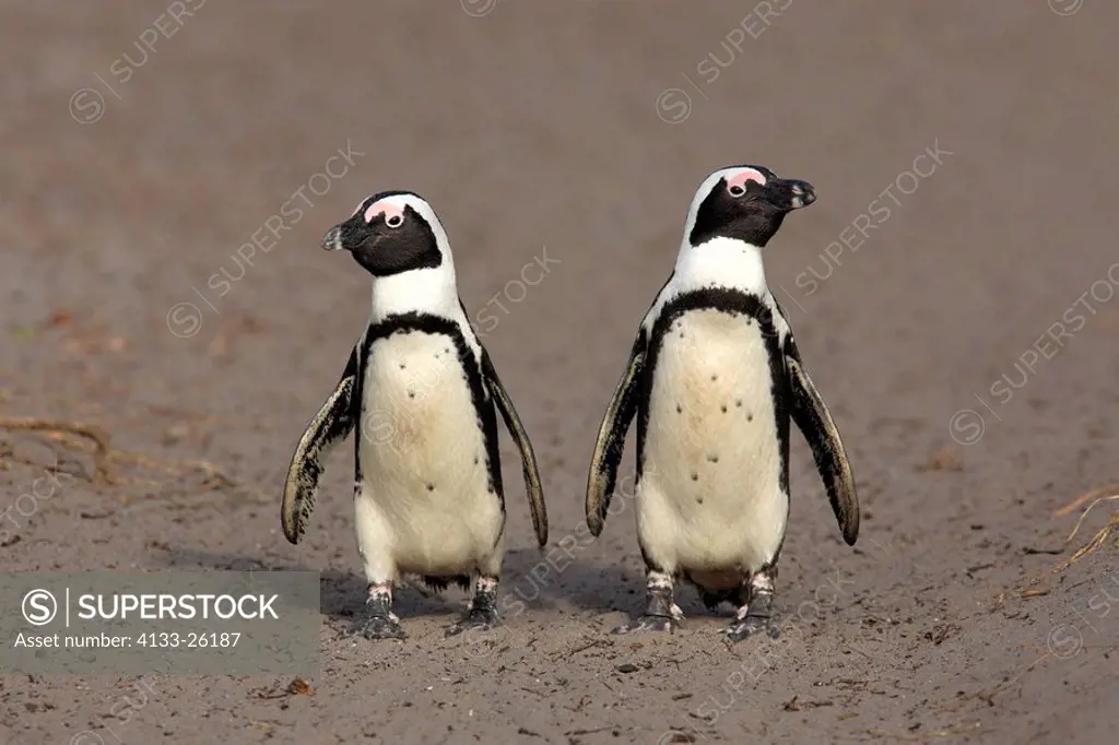 Jackass Penguin,Spheniscus demersus,Betty´s Bay,South Africa,Africa,adult couple walking on beach
